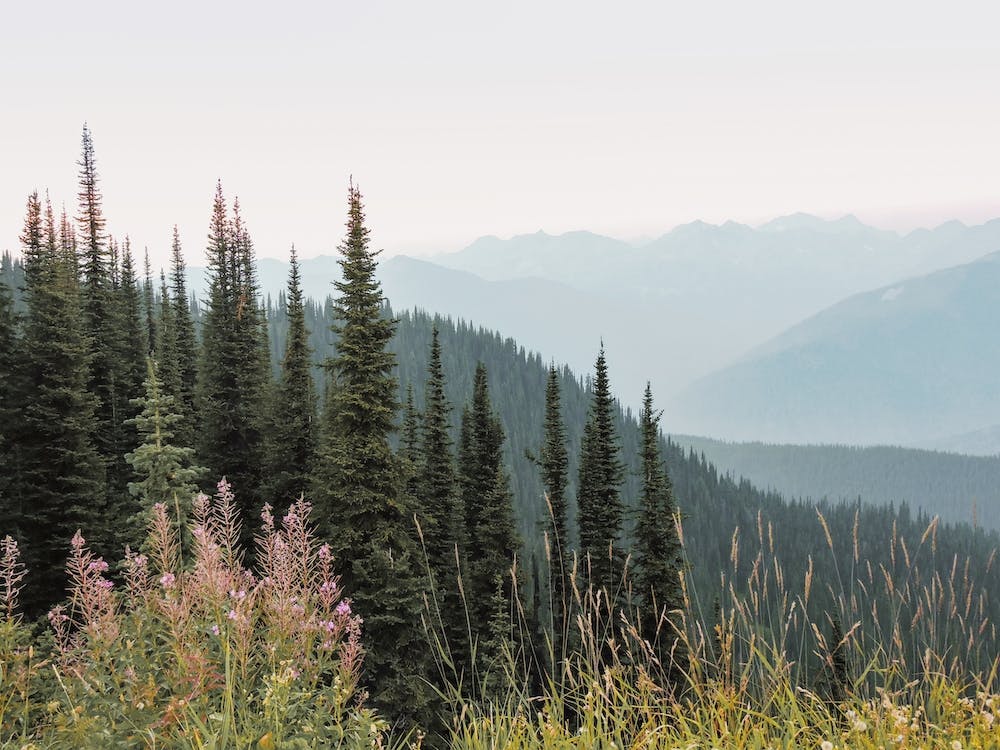 Tall Forest Pines