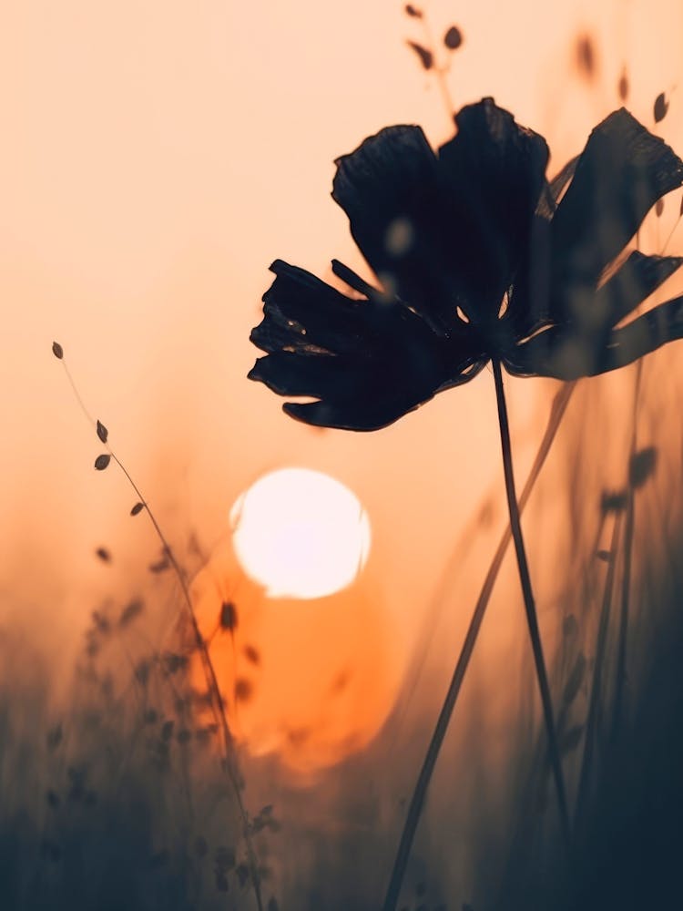 Before Sunset No 1