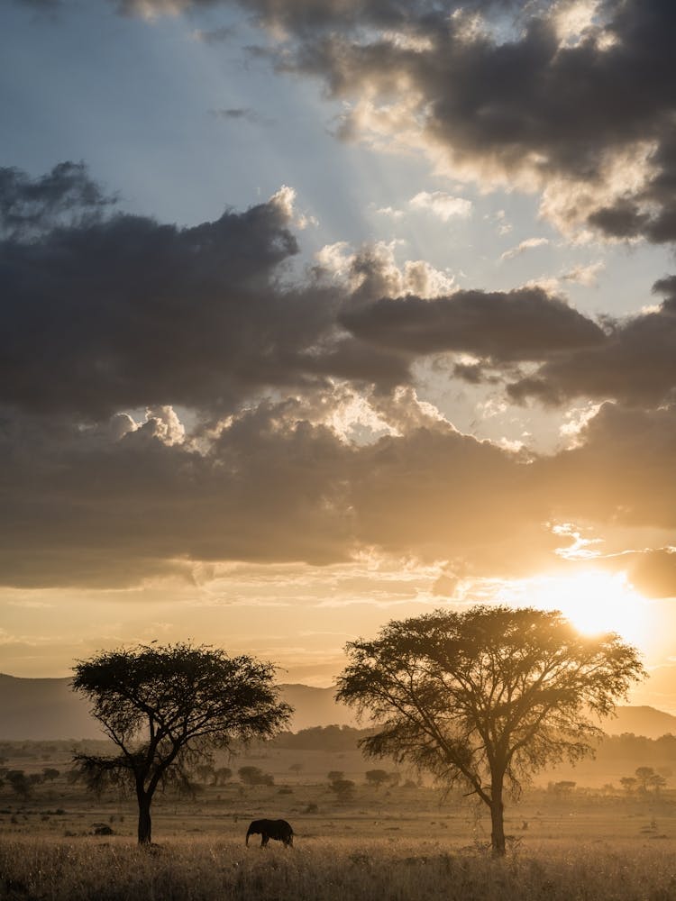 African sunset with an Elephant
