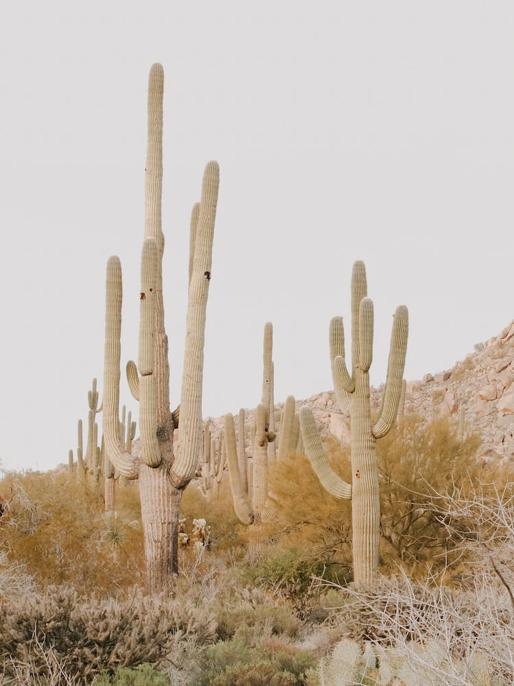 Arizona Desert Sunset