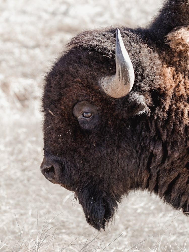 Western Bison Profile