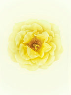 Yellow Rose