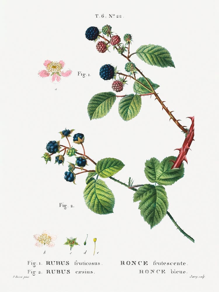  Blackberry, Pierre Joseph Redoute