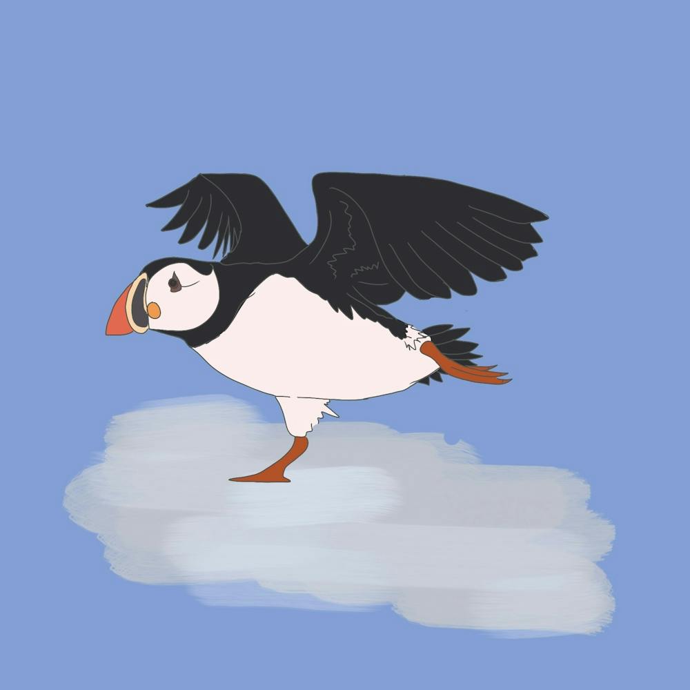 Puffins on ice