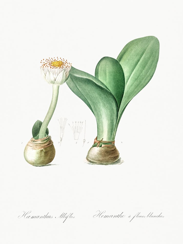 Paintbrush Illustration From Les Liliacées (1805), Pierre Joseph Redoute