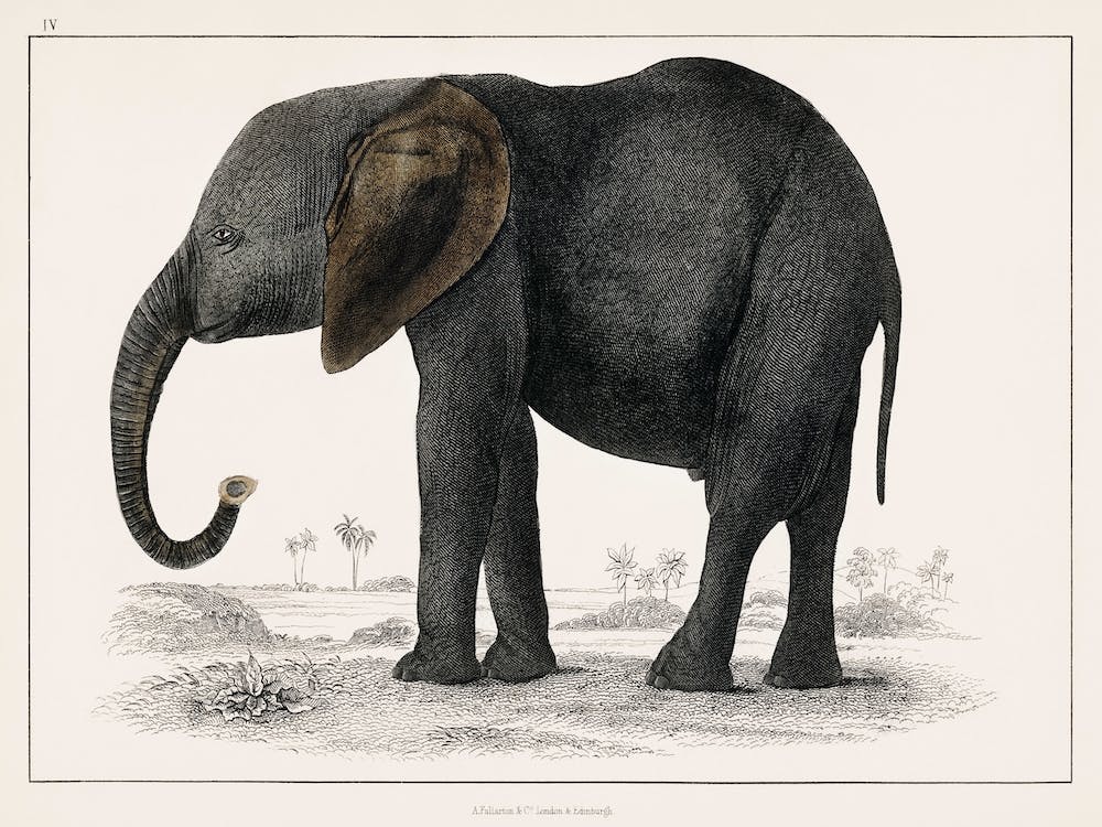 Vintage Elephant