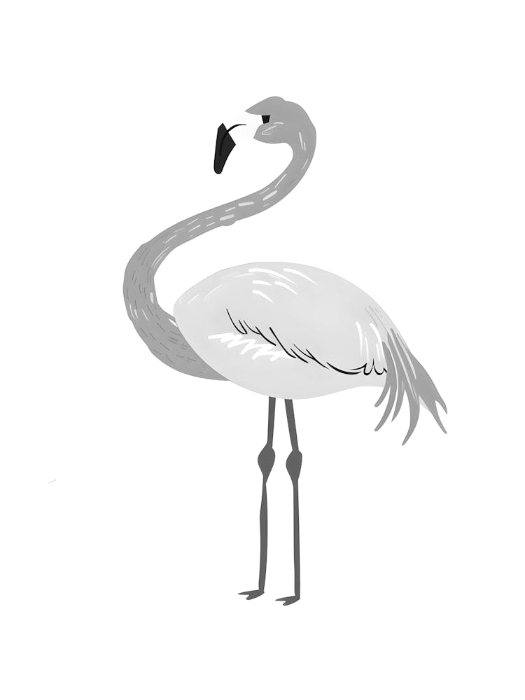 Flamingo Illustration