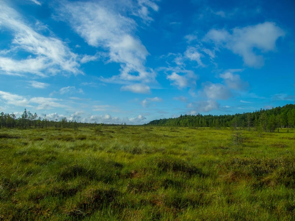Grassland With Blue Sky