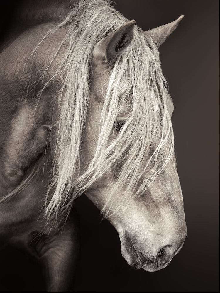 Portrait Of A Horse 1