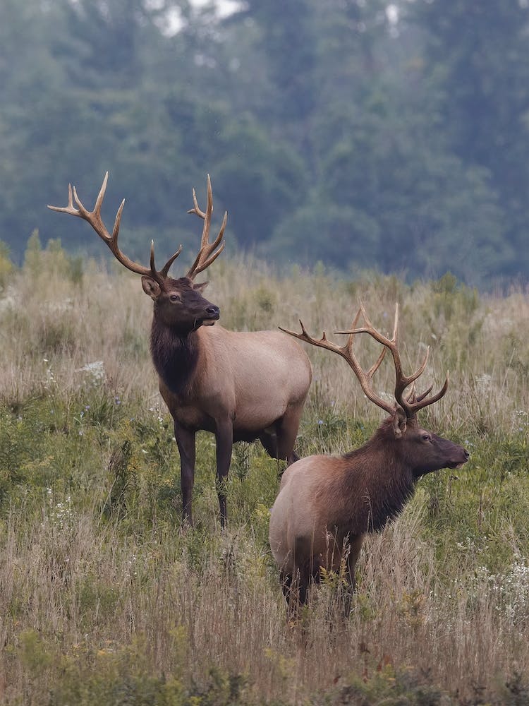 Pair Of Elk