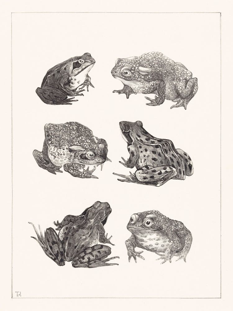 Six Frogs And Toads (1878–1917), Theo Van Hoytema