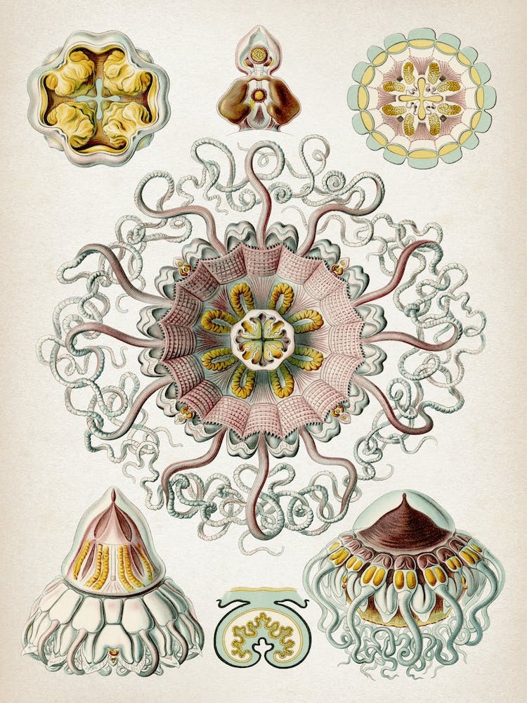 Vintage Haeckel 2 Tafel 38 Taschenquallen
