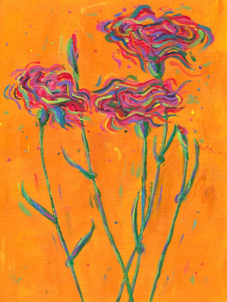 Carnations 1