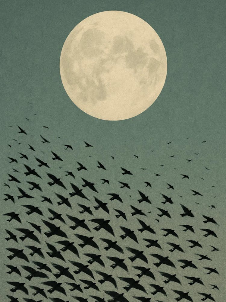 Flock Of Birds