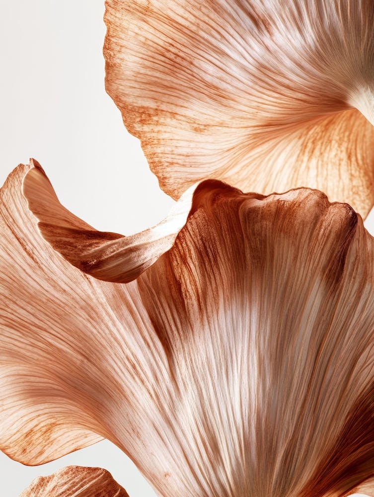Close Up Of A Mushroom