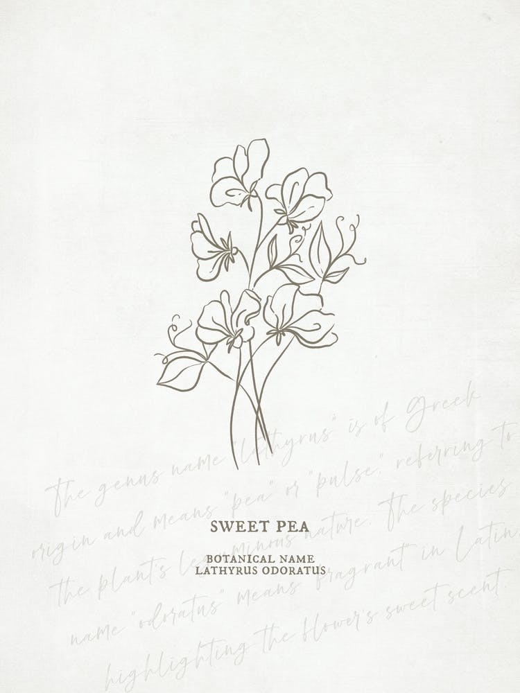 Sweet Pea Birth Flower | Antique
