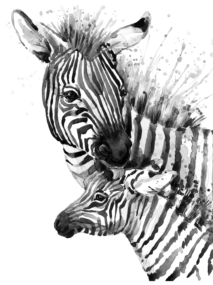 Zebra Mother And Baby