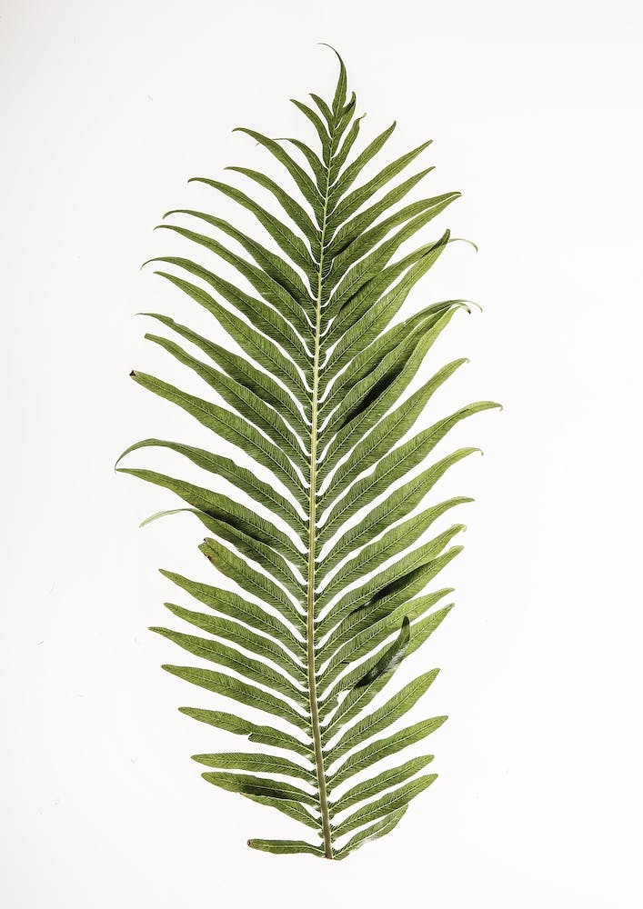 Leaf Study 01