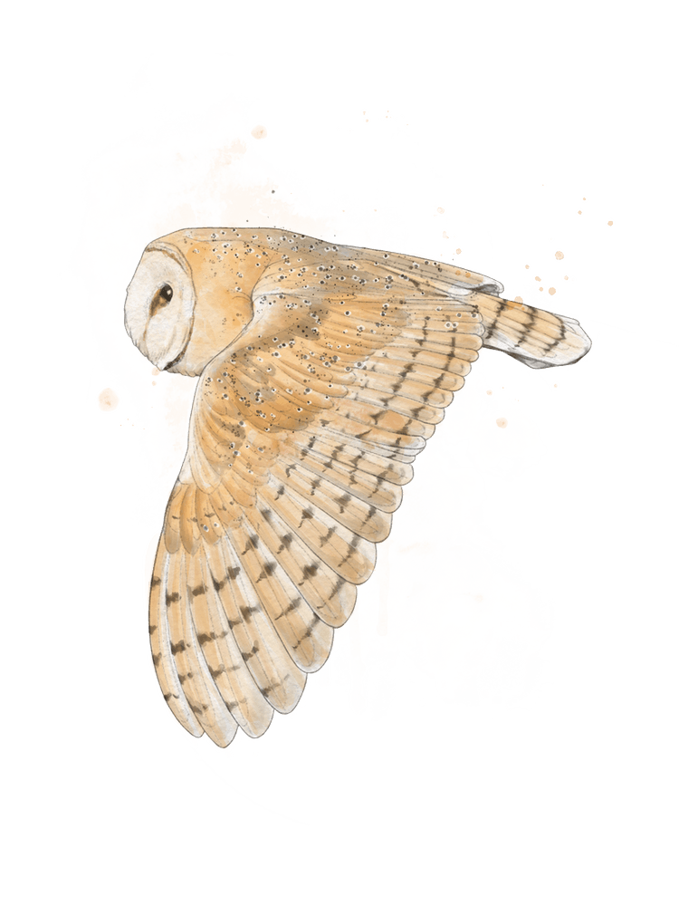 Barn Owl