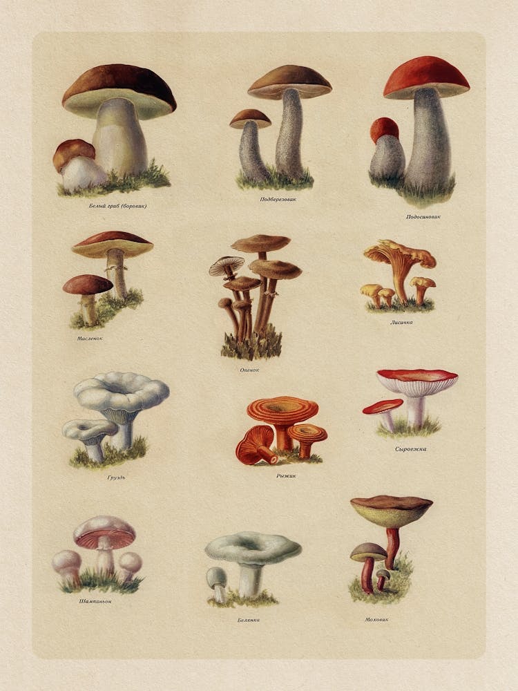 Sowjetische Pilze, Katalog — Sowjetisches Vintage-Food-Poster, Küchendrucke, Retro-Kunstdruck, Propaganda-Poster