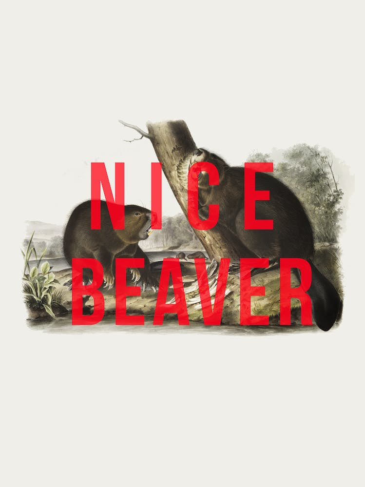Nice Beaver