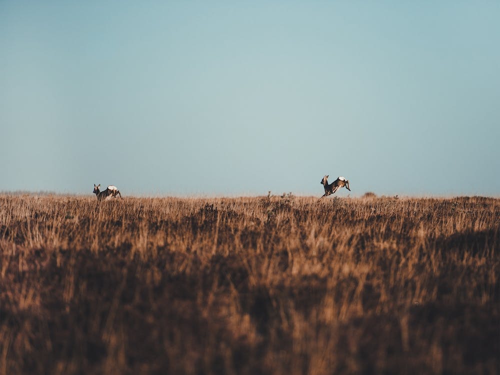 Deer Running Away