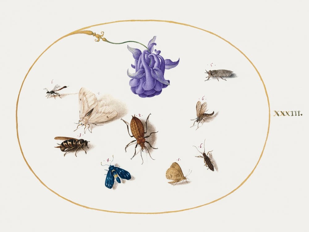 Papillon de Nuit et Papillon avec d'Autres Insectes et une Fleur d'Ancolie (1575–1580), Joris Hoefnagel