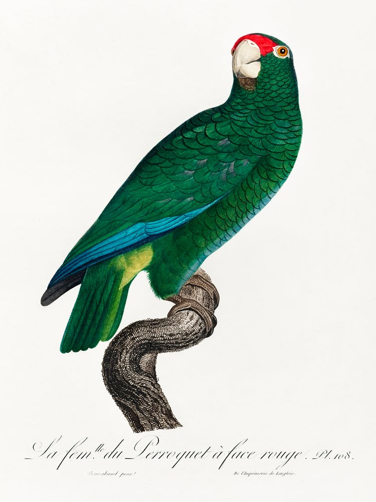 The Cuban Amazon From Natural History Of Parrots, Francois Levaillant 2