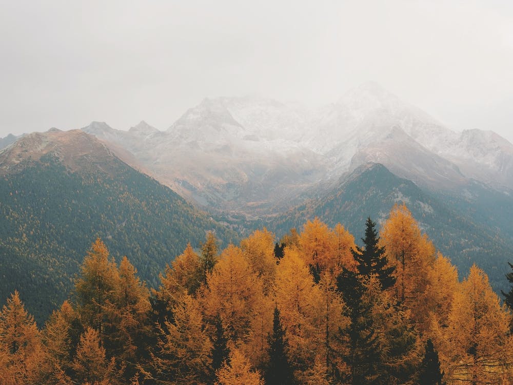Fall Forest And Mountains