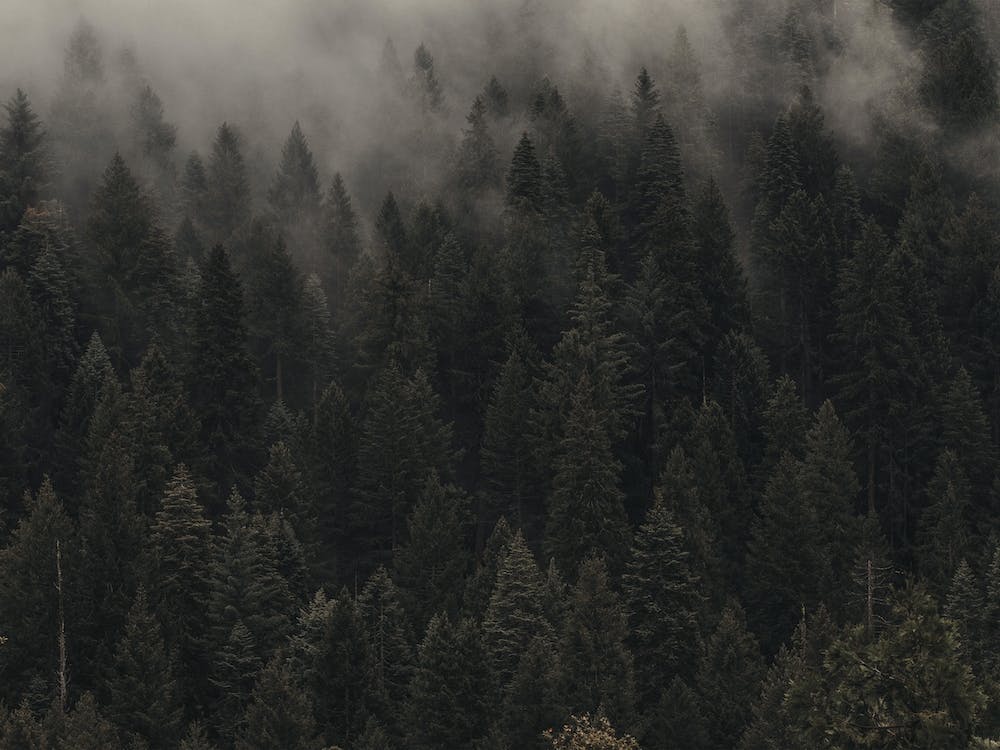 Misty Evergreen Forest