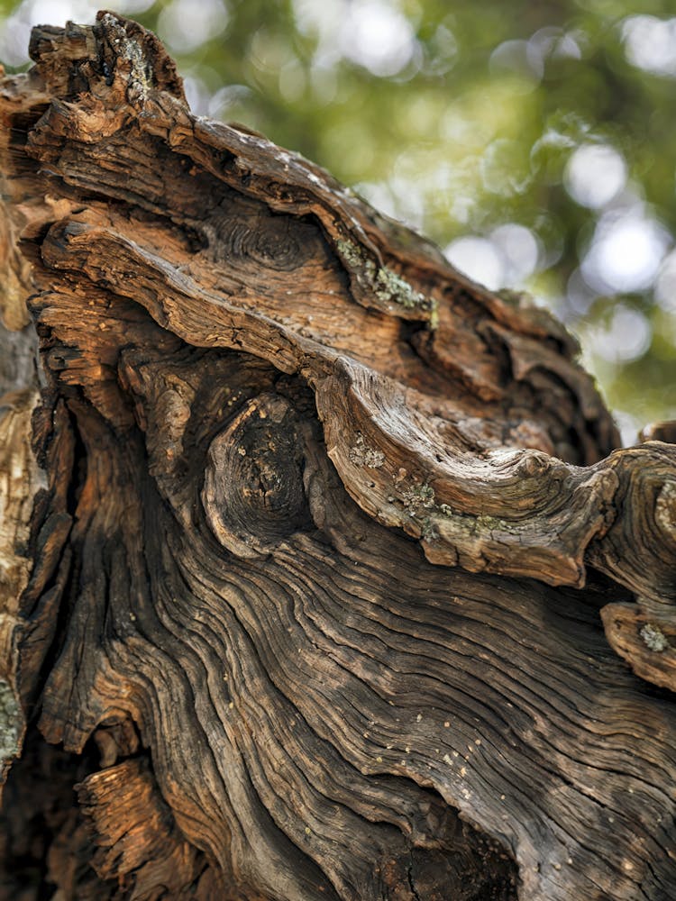 Rustic Harmony
A close-up shot of richly textured tree bark, showcasing organic lines and natural beauty. Ideal for living rooms or creative spaces, adding warmth and rustic charm.
