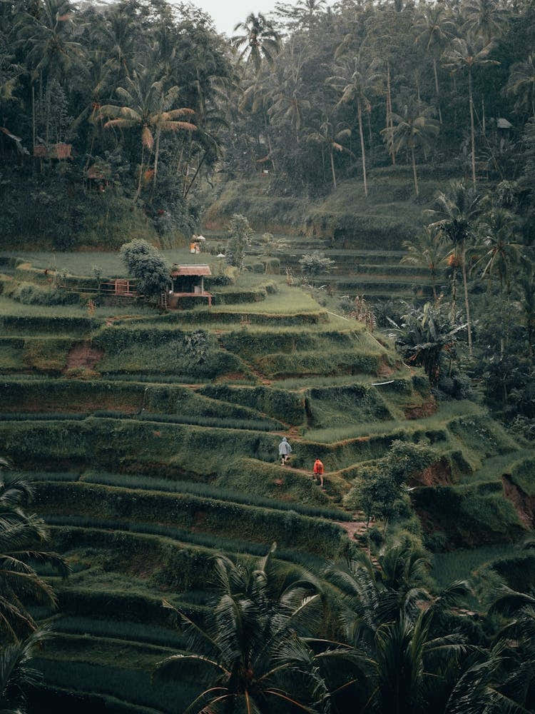 Rice Terraces In Bali 1