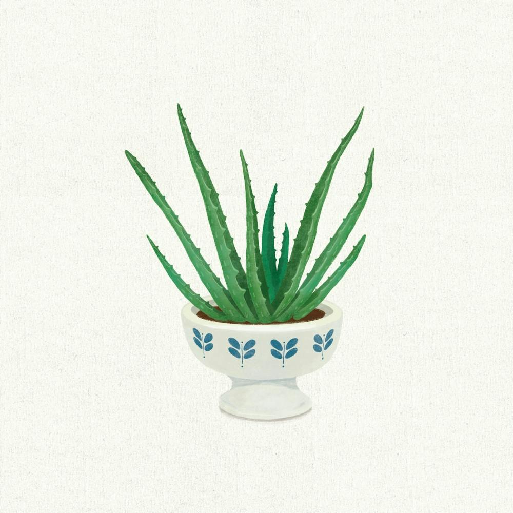 Aloe Vera