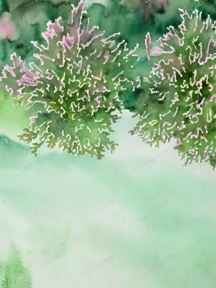 Acropora Pulchra Iiii Storybook Watercolour