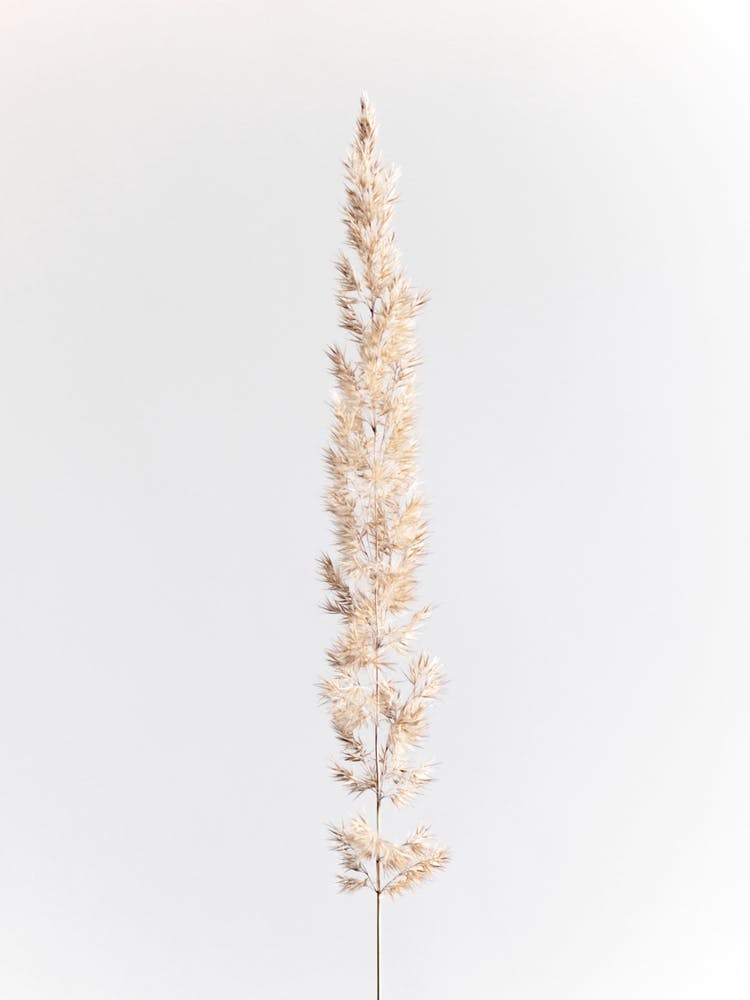 Minimal Pampas Grass On White