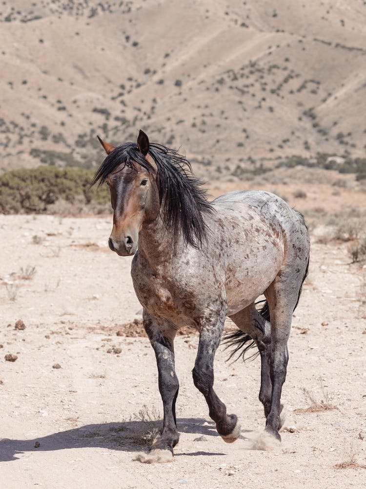 Blue Roan Wild Horse