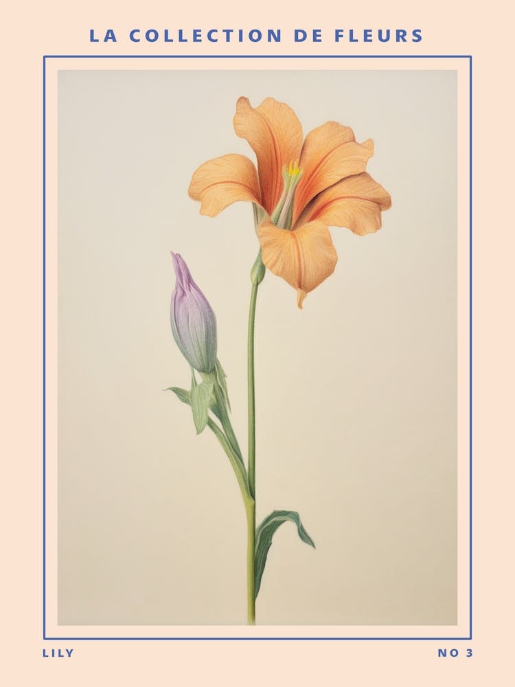 Lily 3 French Flower Botanical Poster