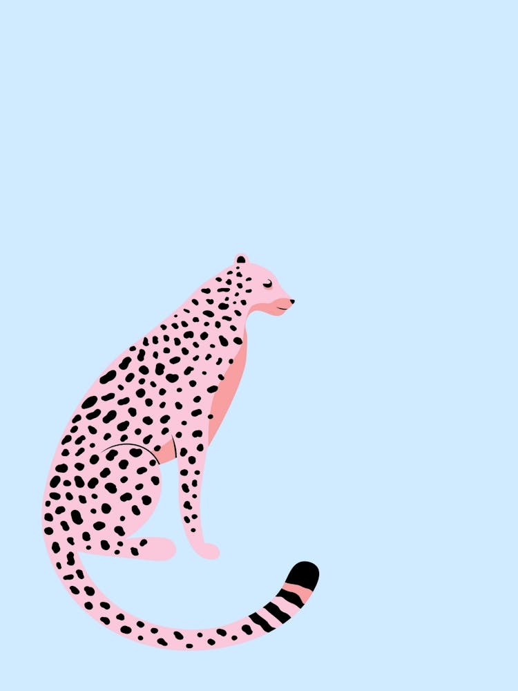 Cheetah 1