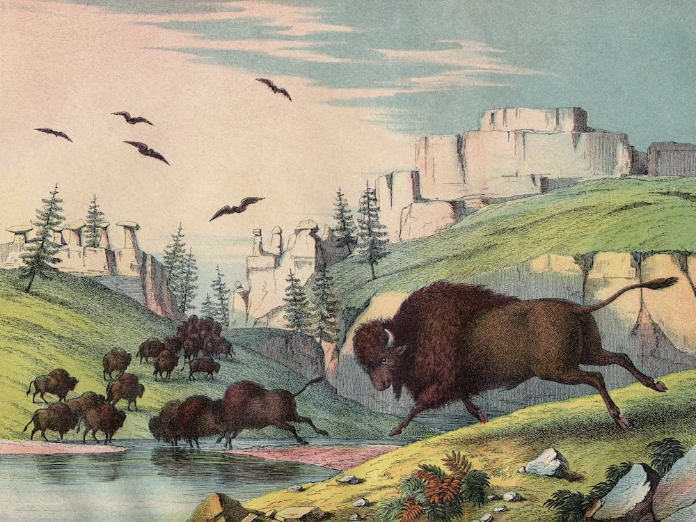 Vintage Kolb 10 Tafel 53 Büffel Amerikanisch