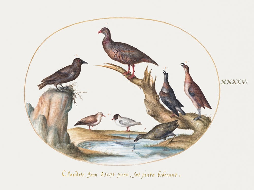 Gulls And Other Birds On A Shore (1575–1580), Joris Hoefnagel