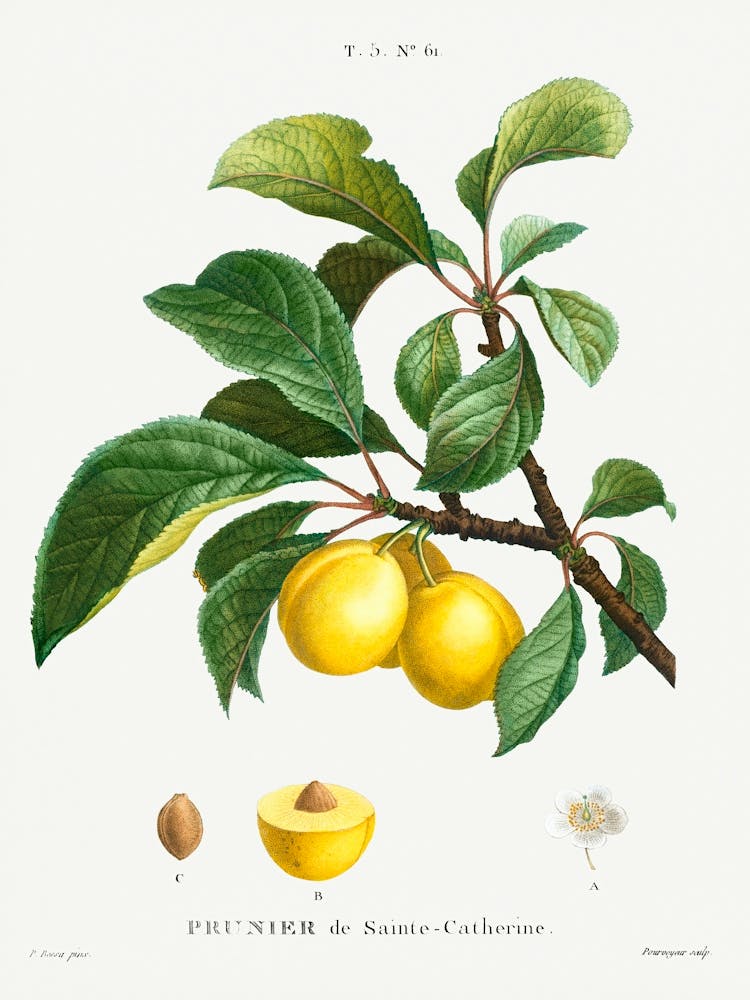 Plum, Pierre Joseph Redoute