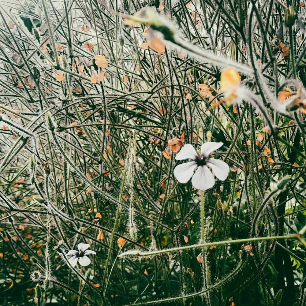 In The Garden hedge row 