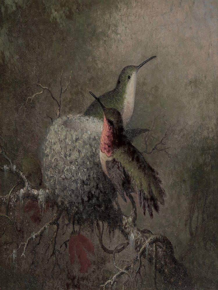 Hummingbirds In Nest