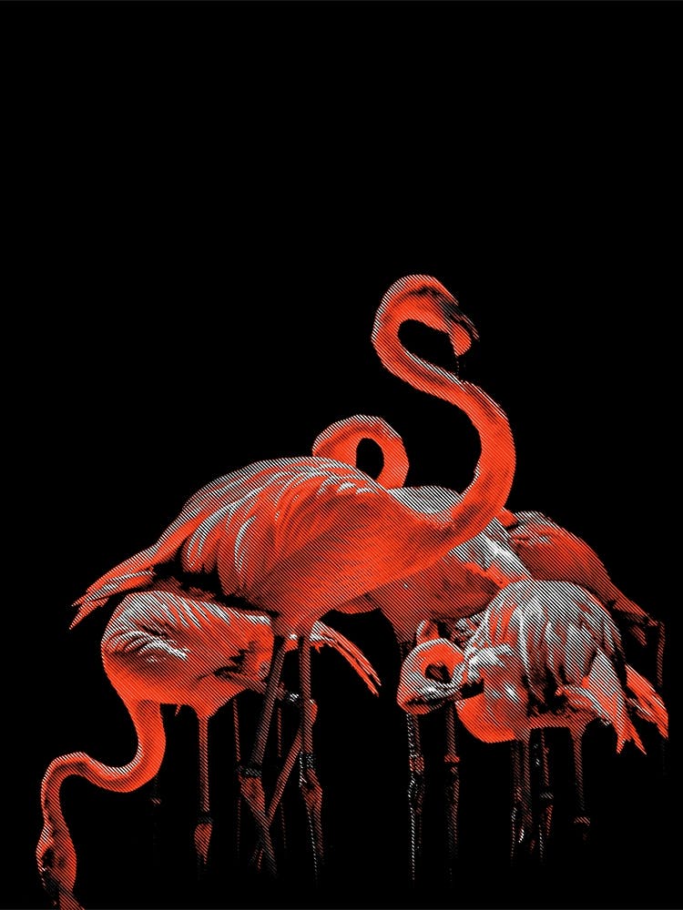 Flamingo Line Art