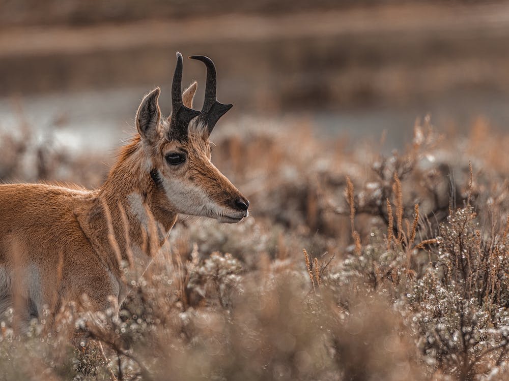 Rainy Day Pronghorn