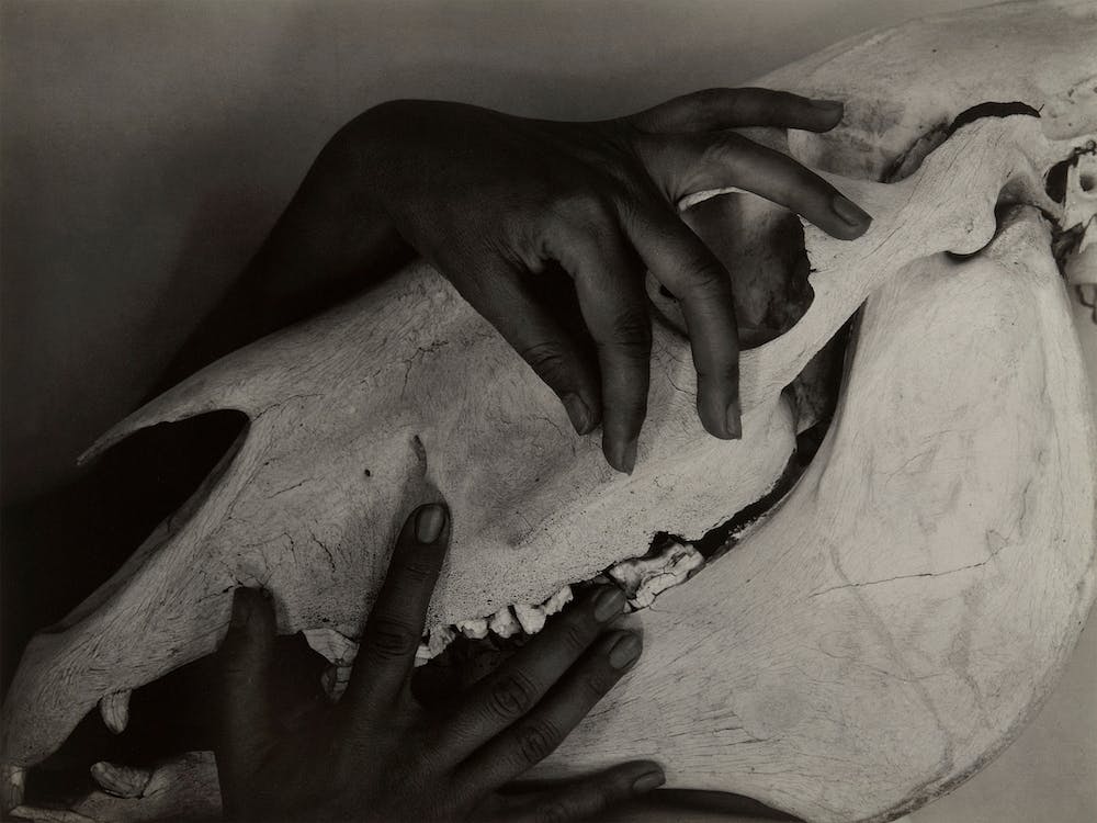 Georgia O’Keeffe Hands And Horse Skull, Alfred Stieglitz
