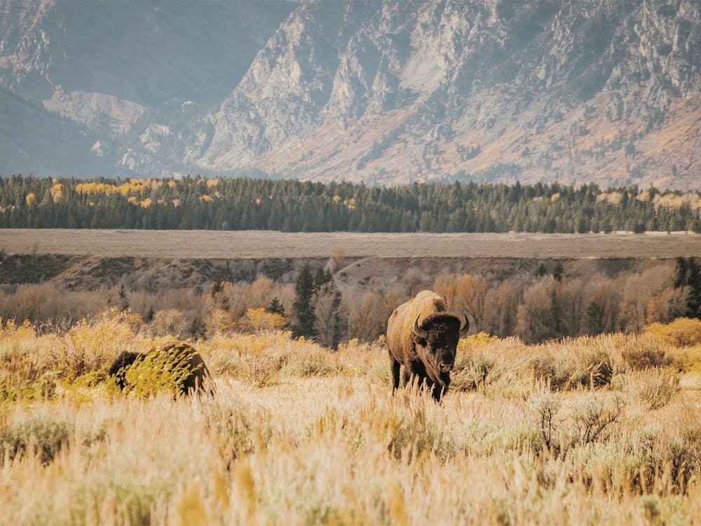 Warm Western Bison
