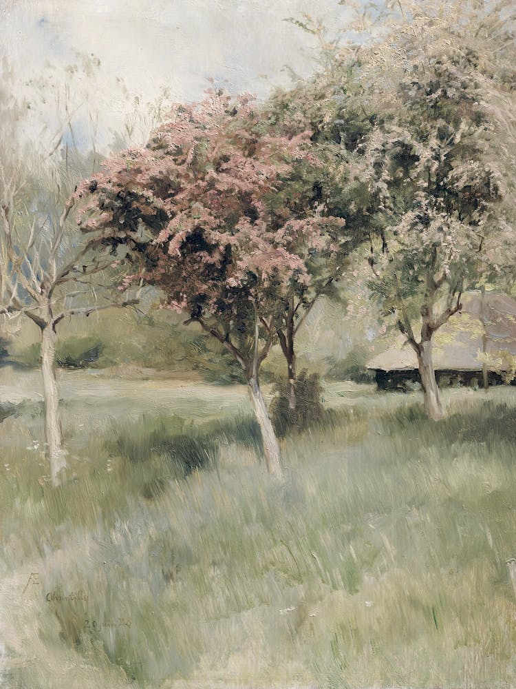 'Apricot Trees In Spring'