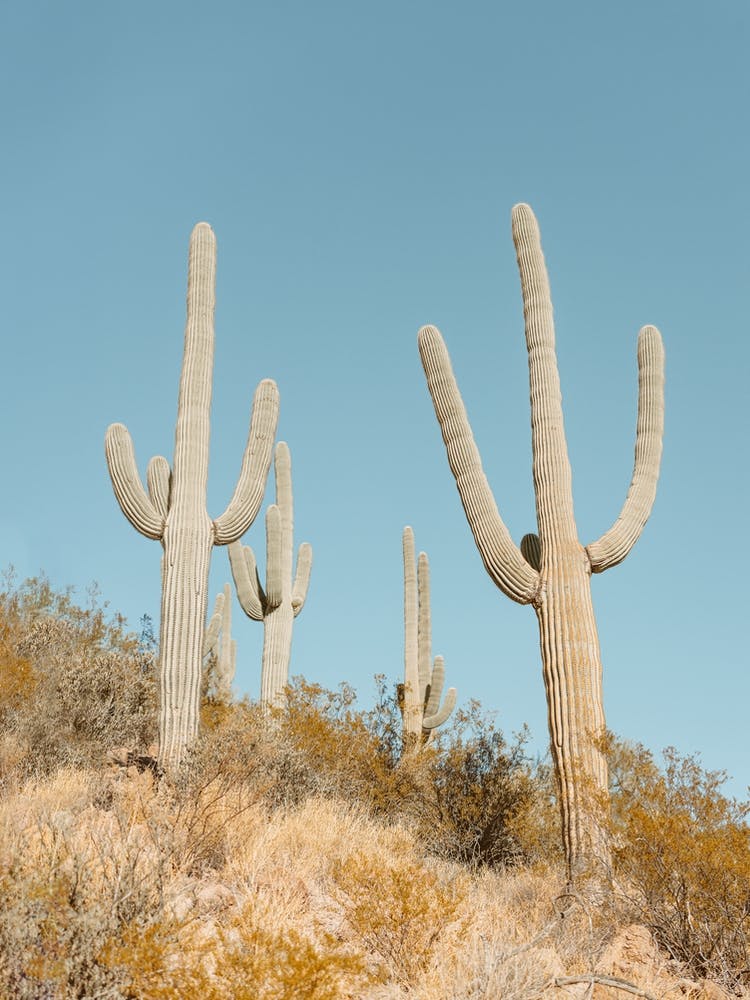 Saguaro Cactus Desert Arizona Southwest Landscape Nature Photography