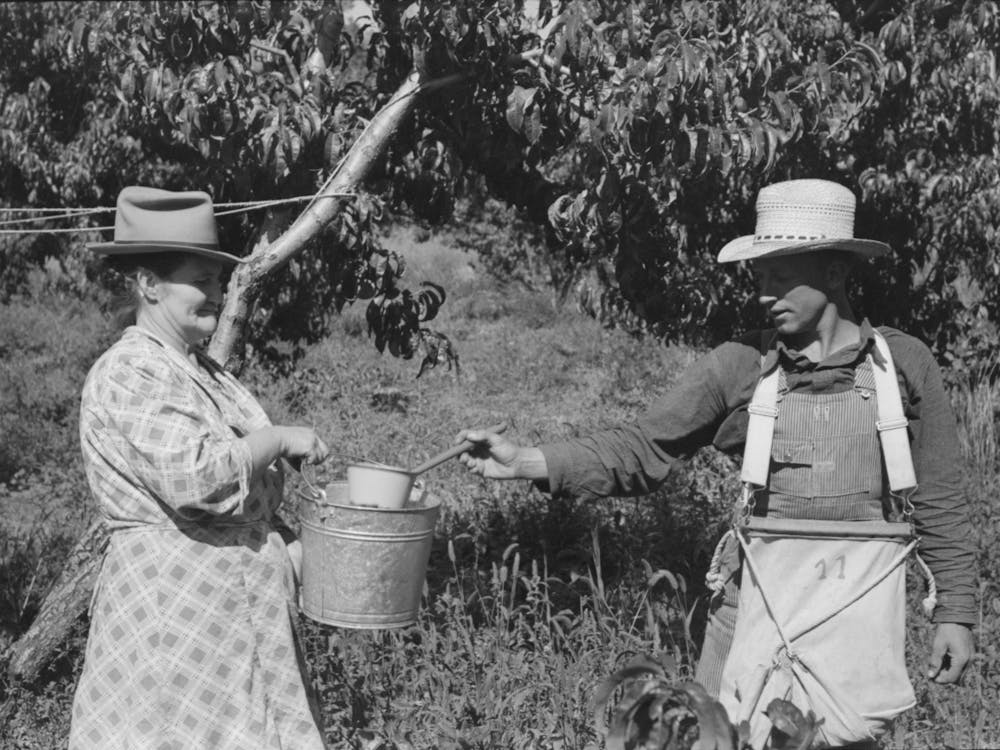 Untitled Photo, Possibly Related To Peach Pickers With Sackful Of Peaches, Delta County, Colorado, These Are Loc